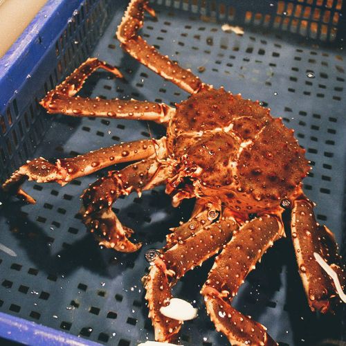 Alaskan King Crab in Water Basket