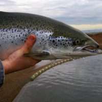 Salmon fish