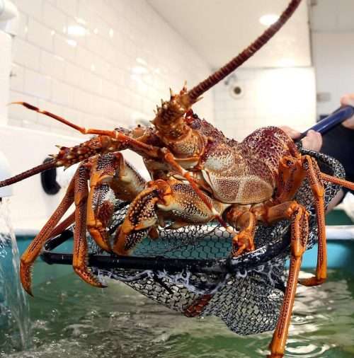 South Australia Lobster, 南澳龍蝦