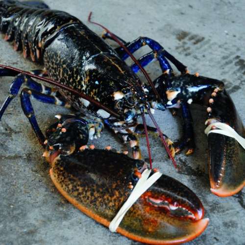 French Blue Lobster, 法国蓝龙虾, 法國藍龍蝦