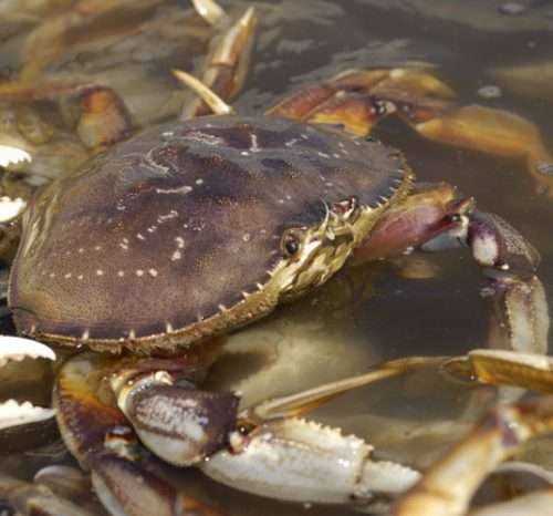 Dungeness Crab,