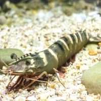 Shrimp