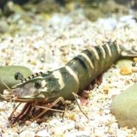 Live Thailand Shrimp, 活泰國宴會蝦