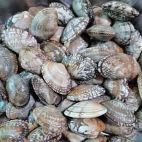 live clam, 活花甲