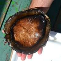 Live Australia Abalone, 澳洲鮑魚
