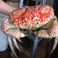 Live Tasmanian King Crab