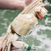 Live Australia Crystal Crab
