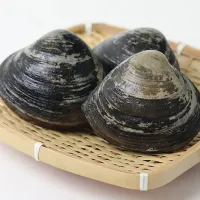 Japanese Surf Clam