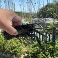 Live Hong Kong Crayfish