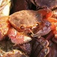 Japanese hairy Crab