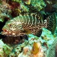 Live Tiger Grouper