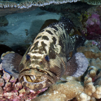 Live Camouflage Grouper, 杉斑魚