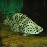 Mouse Grouper fish